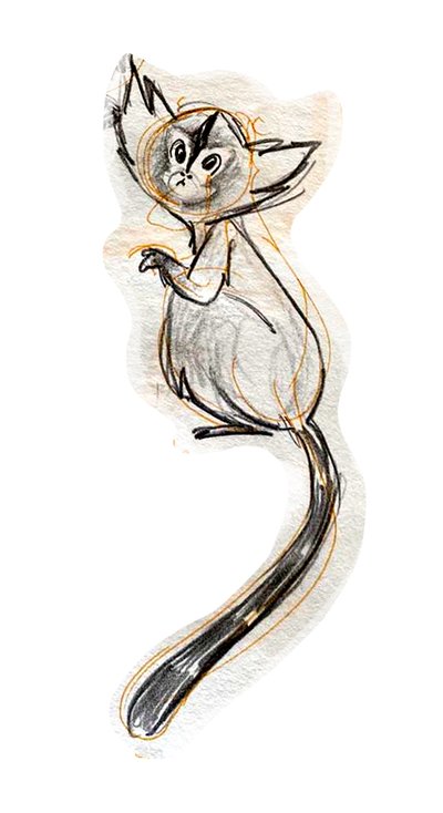 Sagui - Pencil sketch